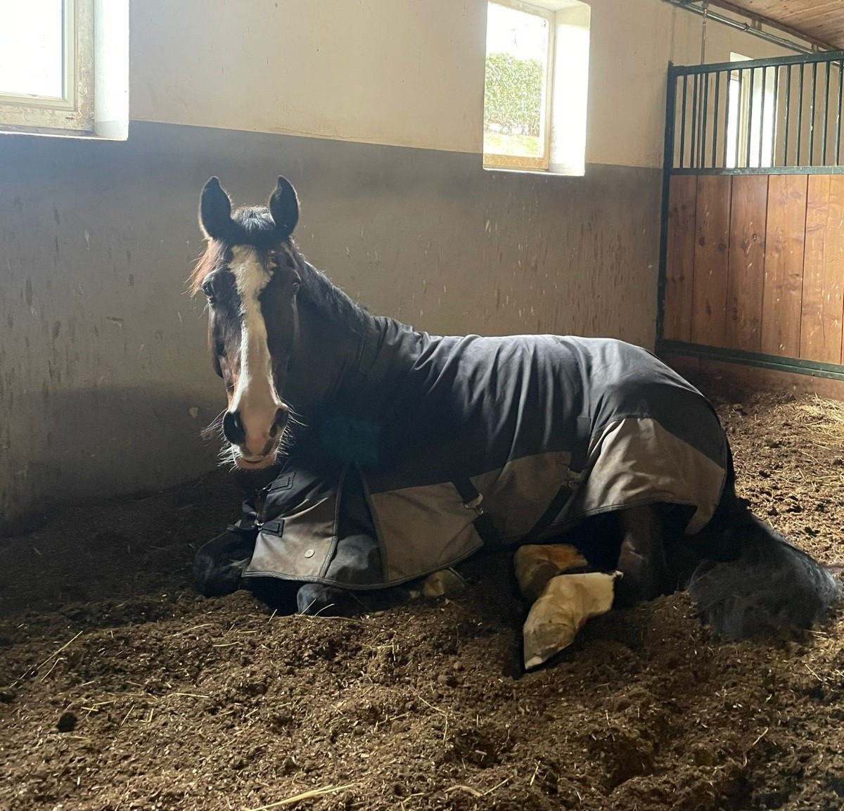 Keksi im Stall, umgeben von Heu