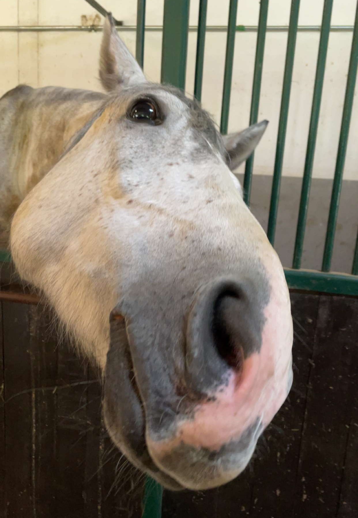 Denge-deng als Giraffe